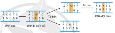 Đột biến thay thế cặp G-C bằng cặp A-T