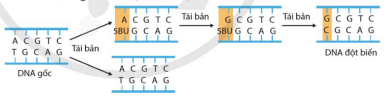 5BU gây đột biến thay thế cặp A-T bằng cặp G-C