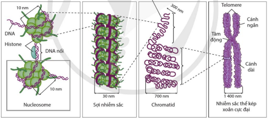 Sơ đồ các bậc cấu trúc siêu hiển vi của NST