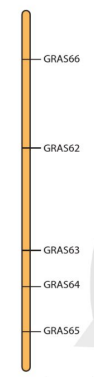 Sơ đồ phân bố của một số gene trên NST số 9 của cây bạch đàn