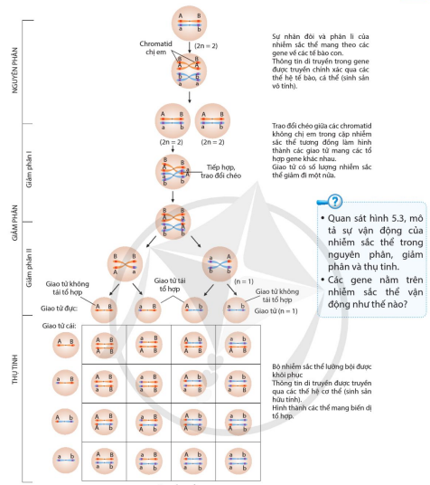 Sự vận động của NST mang gene trong nguyên phân, giảm phân và thụ tinh