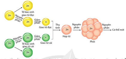 Sơ đồ mối quan hệ giữa nguyên phân, giảm phân và thụ tinh trong di truyền NST