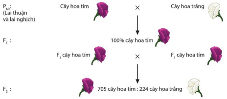 Sơ đồ thí nghiệm lai một cặp tính trạng