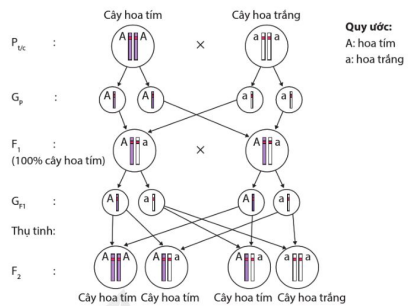 Cơ sở tế bào học của thí nghiệm lai một cặp tính trạng và quy luật phân li