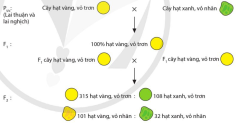 Sơ đồ thí nghiệm lai hai tính trạng