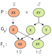 Sự kết hợp giao tử mang X, Y xác định giới tính ở đời con của người