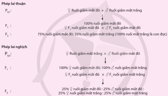 Phép lai thuận nghịch phát hiện hiện tượng di truyền liên kết giới tính