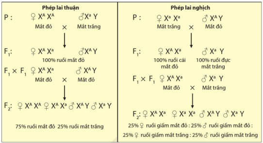 Sơ đồ lai về sự di truyền liên kết giới tính