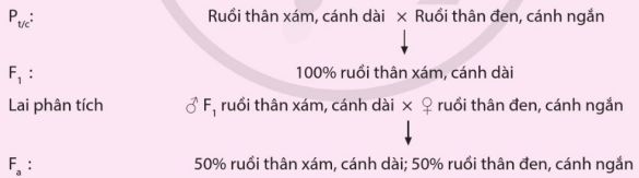 Sơ đồ lai của Morgan phát hiện liên kết gene