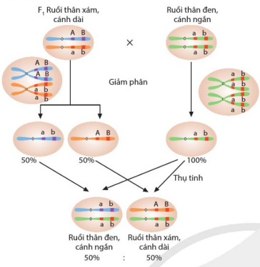 Sơ đồ giải thích cơ sở tế bào học của liên kết gene