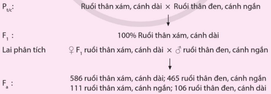 Sơ đồ thí nghiệm của Morgan phát hiện hoán vị gene