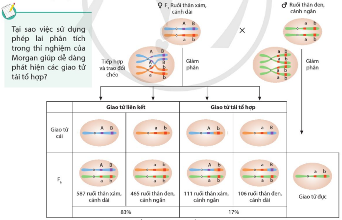 Sơ đồ giải thích cơ sở tế bào học của hoán vị gene