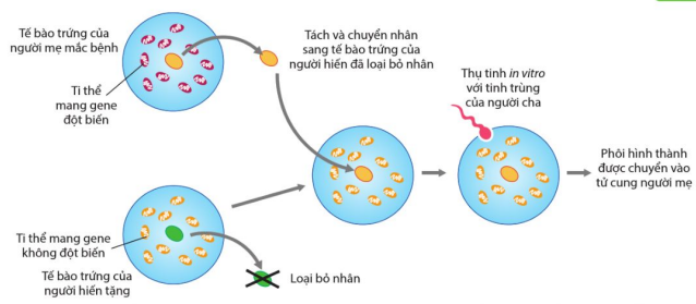 Sơ đồ phương pháp sinh trẻ "ba cha mẹ" chữa bệnh di truyền do đột biến gene ti thể