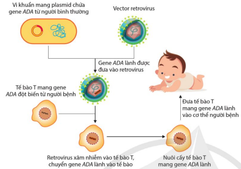 Sơ đồ quá trình điều trị rối loạn suy giảm miễn dịch (SCID) nhờ liệu pháp gene