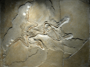 Sinh 12, hóa thạch chim đầu tiên Archaeopteryx 