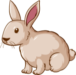 rabbit olm