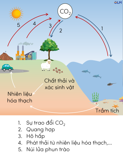 KHTN 9, Chu trình carbon