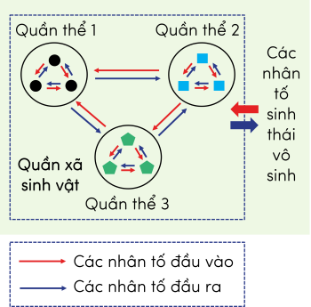 Sinh 12, các mối quan hệ trong nội bộ quần xã và giữa quần xã với các nhân tố sinh thái vô sinh