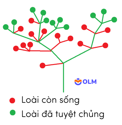 sinh học 12, quá trình hình thành các loài trong tiến hóa