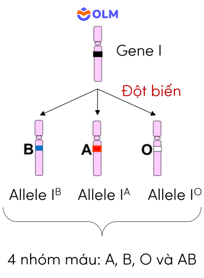 sinh học 12, đột biến gene tạo allele mới