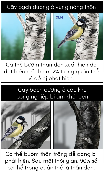 sinh học 12, chọn lọc tự nhiên