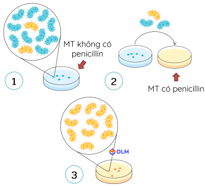 sinh học 12, hình thành đặc điểm thích nghi