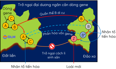 sinh học 12, hình thành loài khác khu vực địa lí