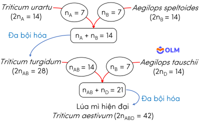 sinh học 12, hình thành lúa mì tứ bội nhờ lai xa và đa bội hóa