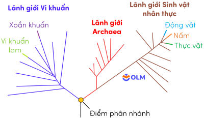 sinh học 12, sơ đồ cây sự sống