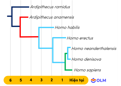 sinh học 12, sơ đồ phát sinh loài người