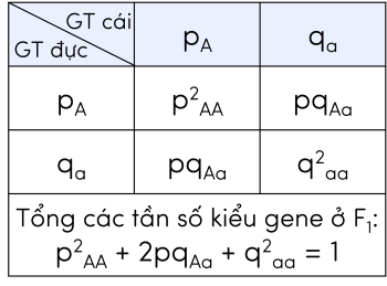 Sinh 12, sự phân bố tần số kiểu gene ở thế hệ F1 tạo thành sau ngẫu phối