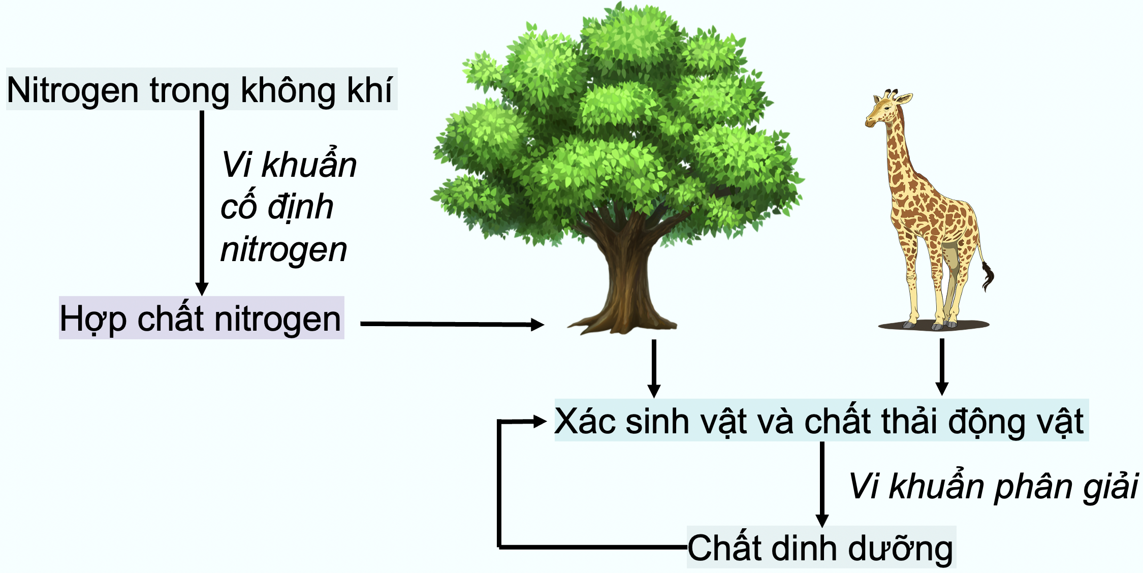 Vai trò của vi khuẩn