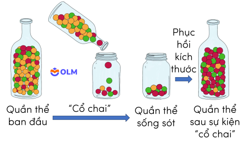 Sinh học 12, hiệu ứng cổ chai