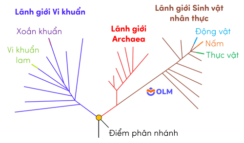 sinh học 12, sơ đồ cây sự sống