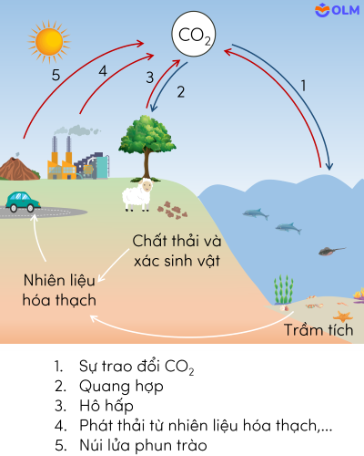 KHTN 9, Chu trình carbon