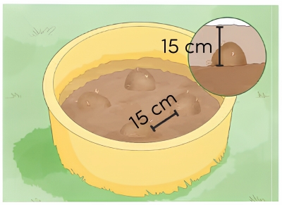 sinh học 12, kĩ thuật trồng khoai tây trong chậu (bước 2)