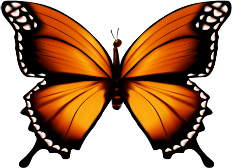 bướm