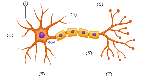 neuron olm