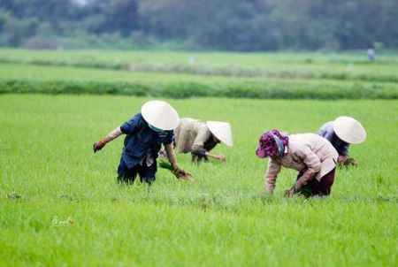 siêng năng trong lao động.olm