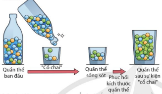 Mô hình tác động của hiệu ứng cổ chai đến cấu trúc di truyền quần thể