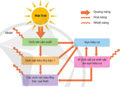 Dòng năng lượng trong hệ sinh thái