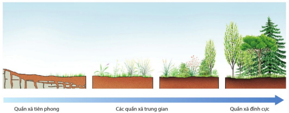 Diễn thế sinh thái hình thành quần xã rừng