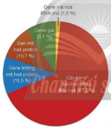 Đặc điểm của hệ gene người