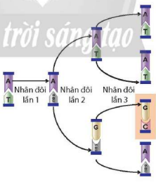 Cơ chế phát sinh đột biến gene do sự tác động của 5-BU