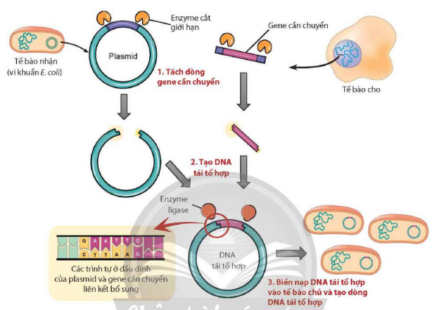 Quy trình tách dòng và tạo DNA tái tổ hợp