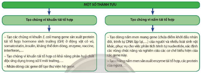 Một số thành tựu tạo giống vi sinh vật tái tổ hợp