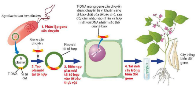 Nguyên lí tạo thực vật biến đổi gene