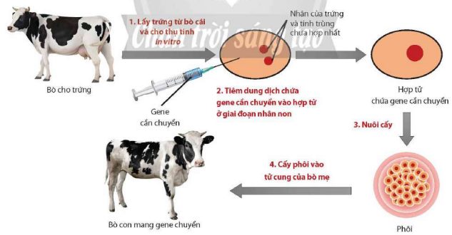 Nguyên lí tạo động vật biến đổi gene