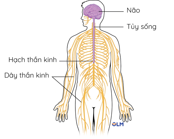 Hệ thần kinh ống olm