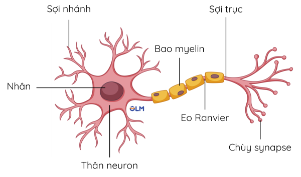 Neuron olm